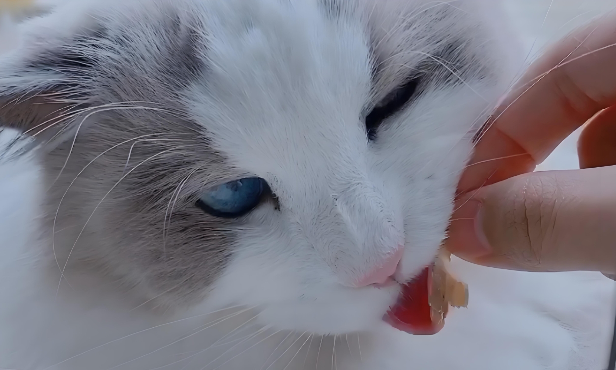 Can Cats Eat Almonds? A Comprehensive Guide