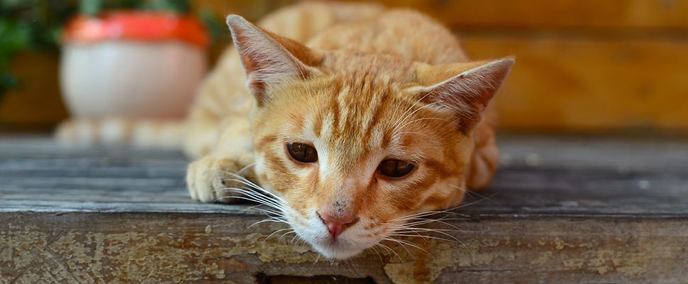 Dehydration in Cats