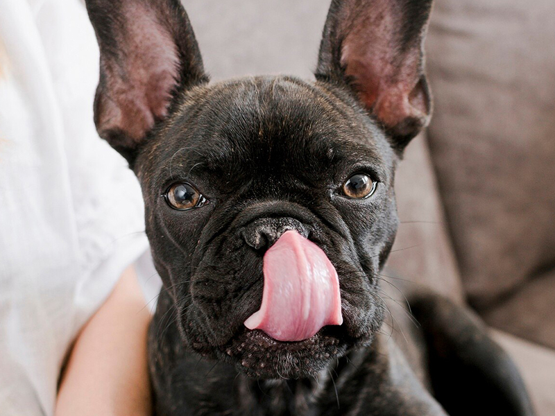 Why Does My Dog Have Dandruff?