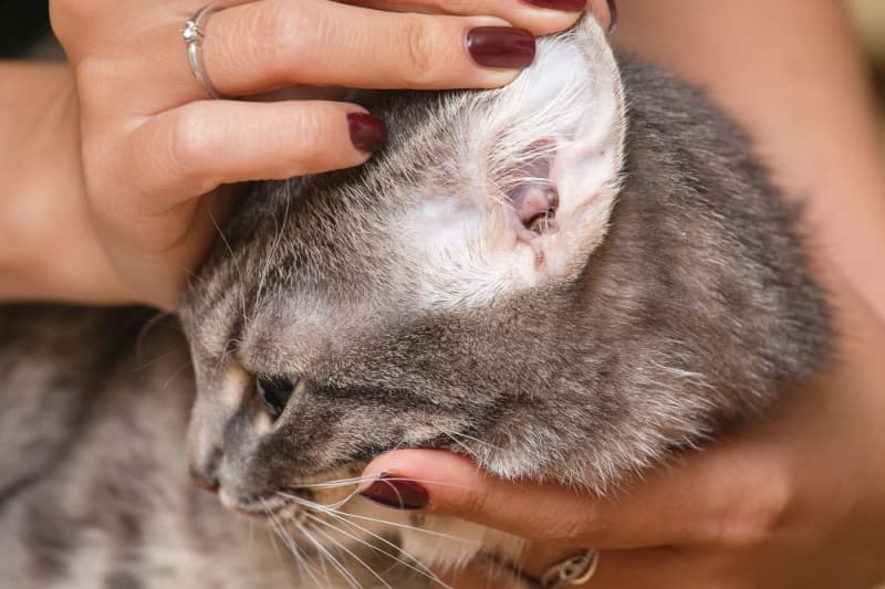 Ear Mite Treatment for Cats