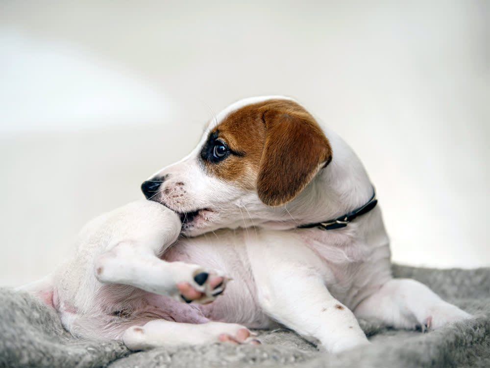 Lice in Dogs: Identification, Treatment, and Prevention