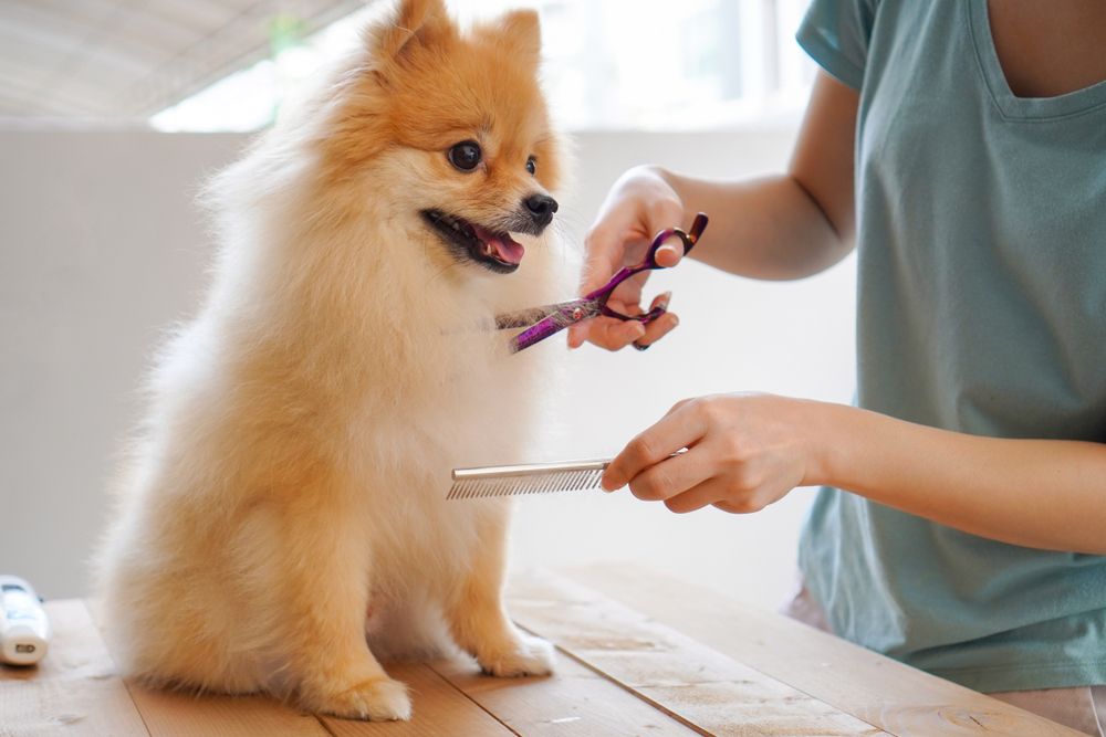 How to Get Rid of Dog Dandruff