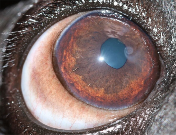 What Is Pigmentary Keratitis in Dogs?