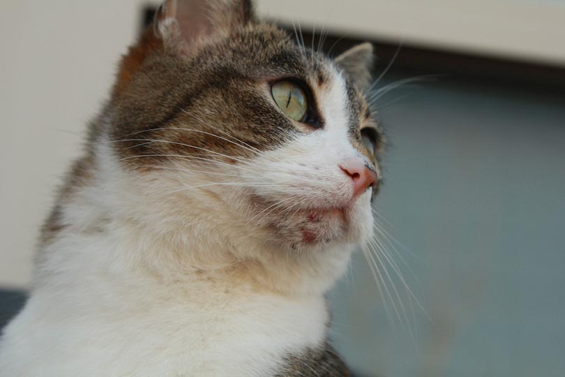 Signs of Cat Chin Mites