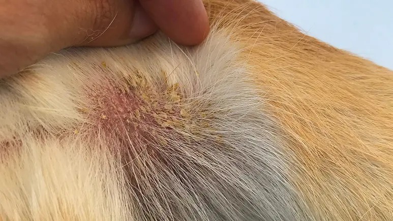 How to Treat Dry Skin on Dogs