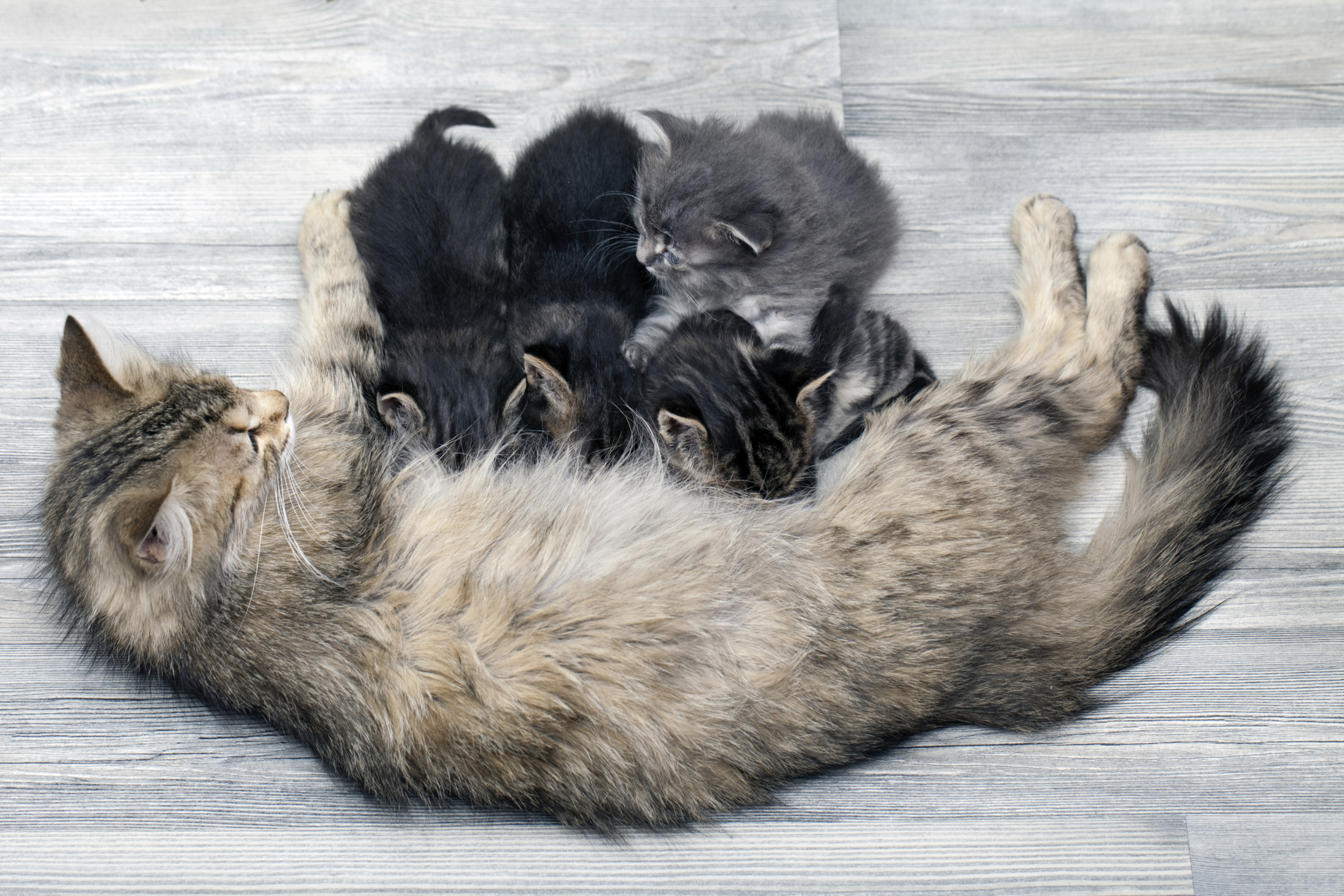 Mother’s Milk