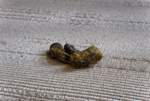 What Does a Cat Hairball Look Like?