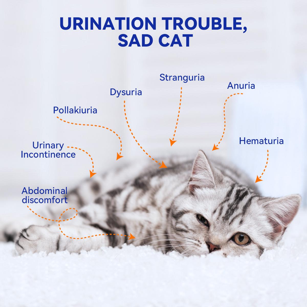 Urinary Health Crunch for Cats of All Ages