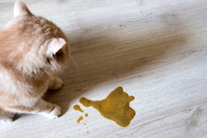 When Should I Worry About My Cat Vomiting?