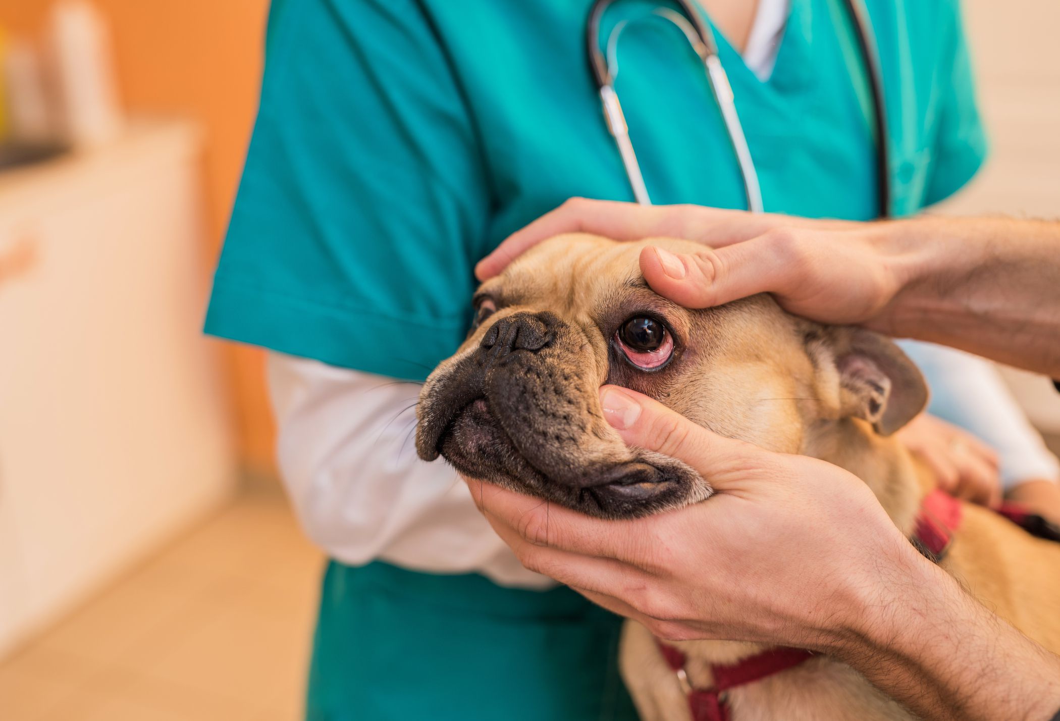 How Veterinarians Diagnose Conjunctivitis in Dogs 