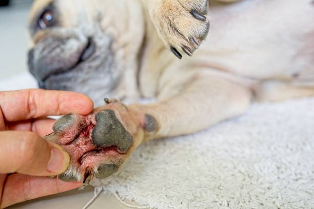What Are Fungal Infections in Dogs?