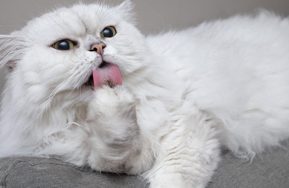 Hairballs and Grooming
