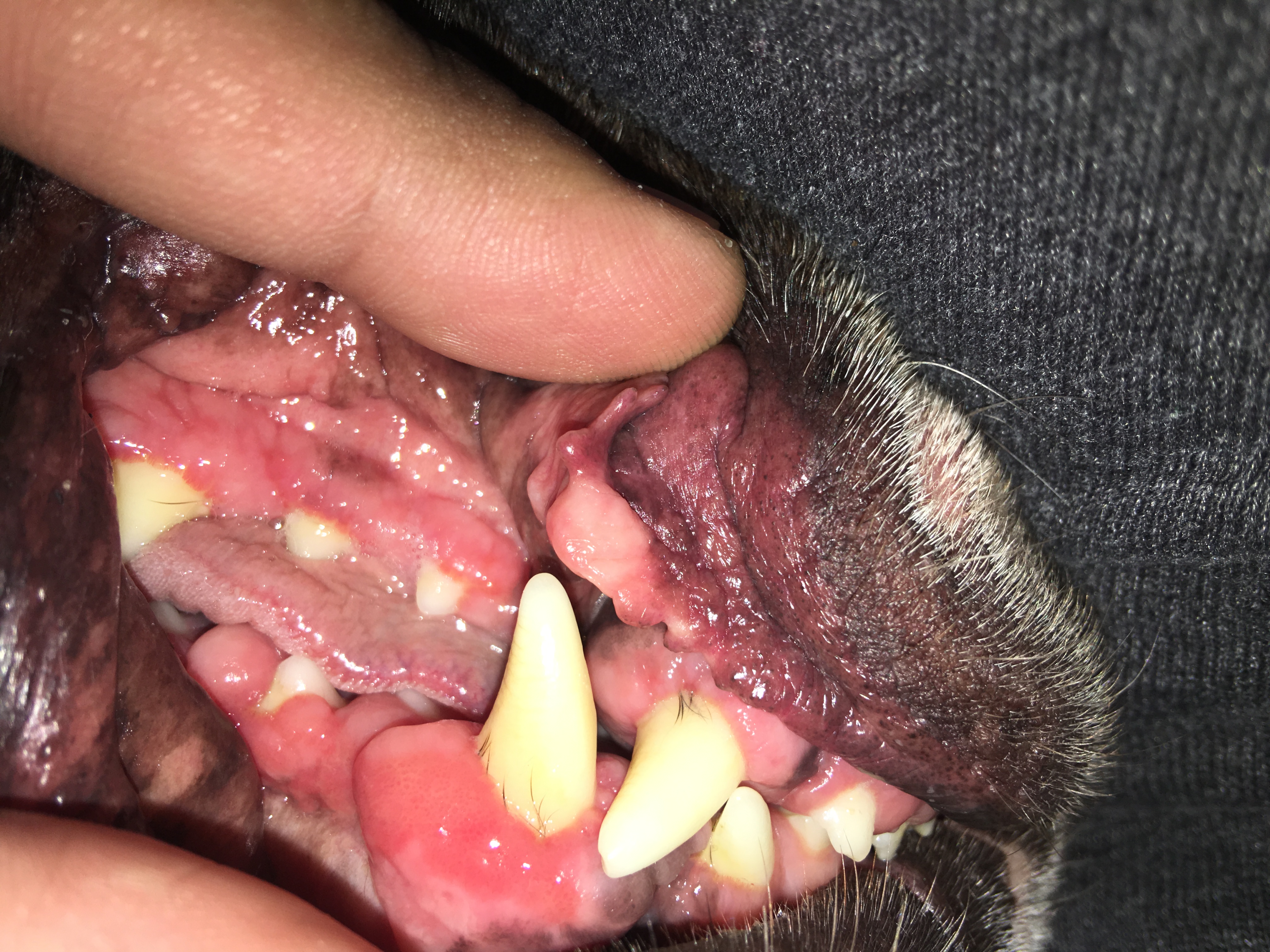 What Are Swollen Gums in Dogs?