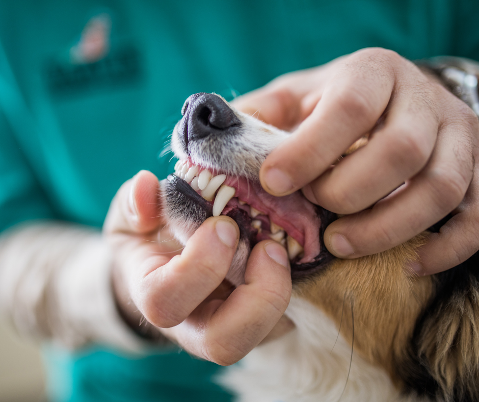 How Veterinarians Diagnose Pale Gums in Dogs