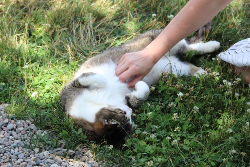Should I Pat or Rub My Cat on the Belly?