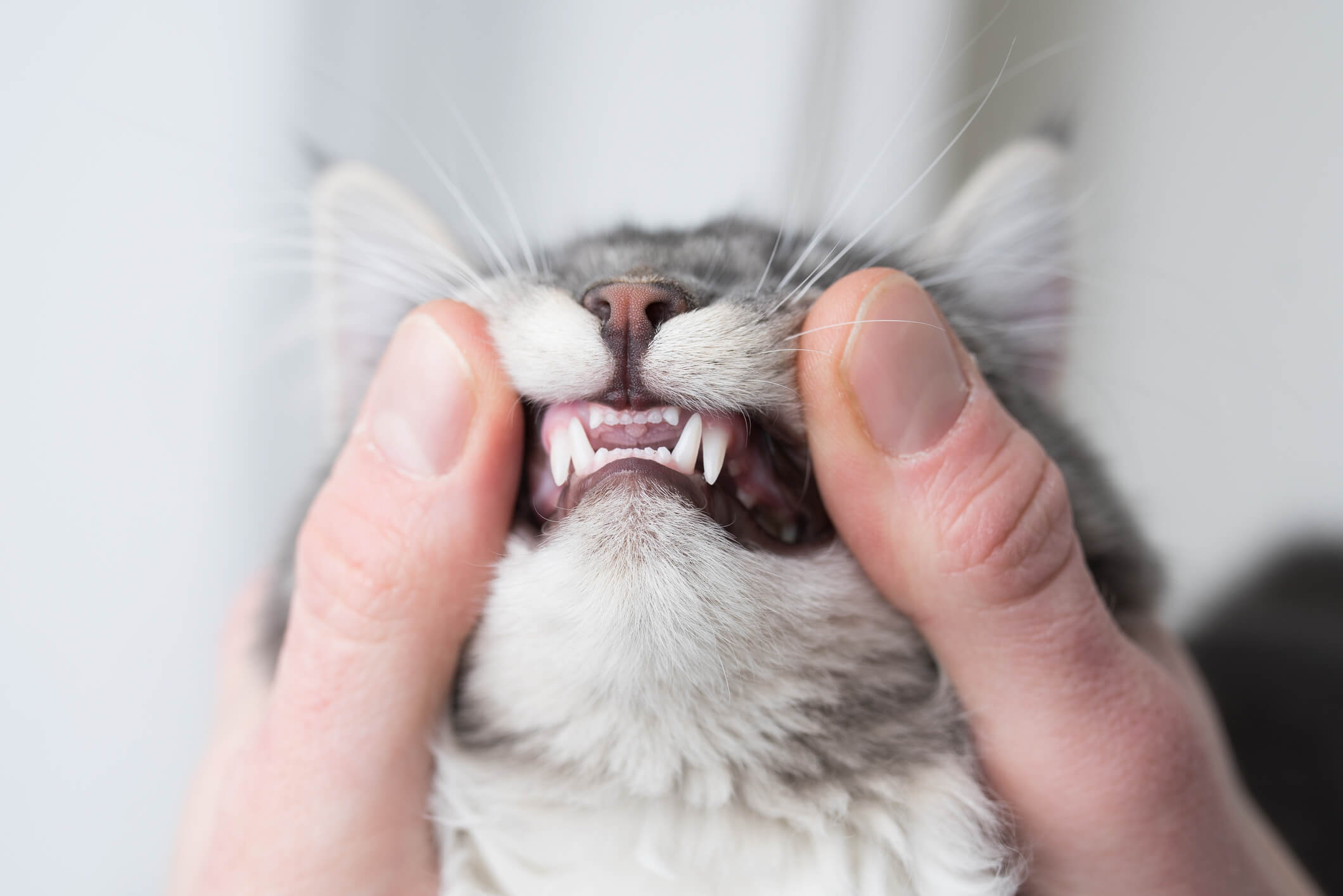 How to Care for a Cat Losing Its Teeth