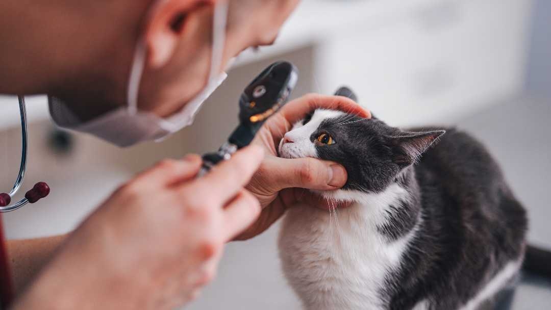 Preventing Eye Infections in Kittens