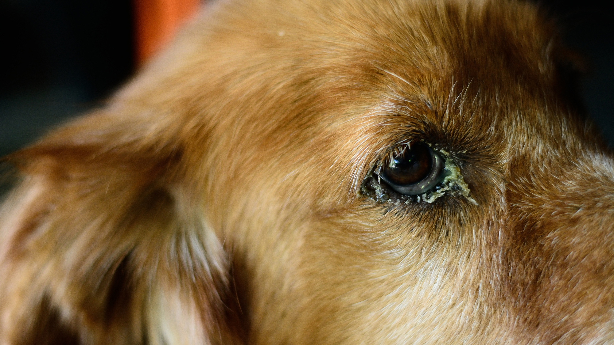 Symptoms of Conjunctivitis in Dogs 
