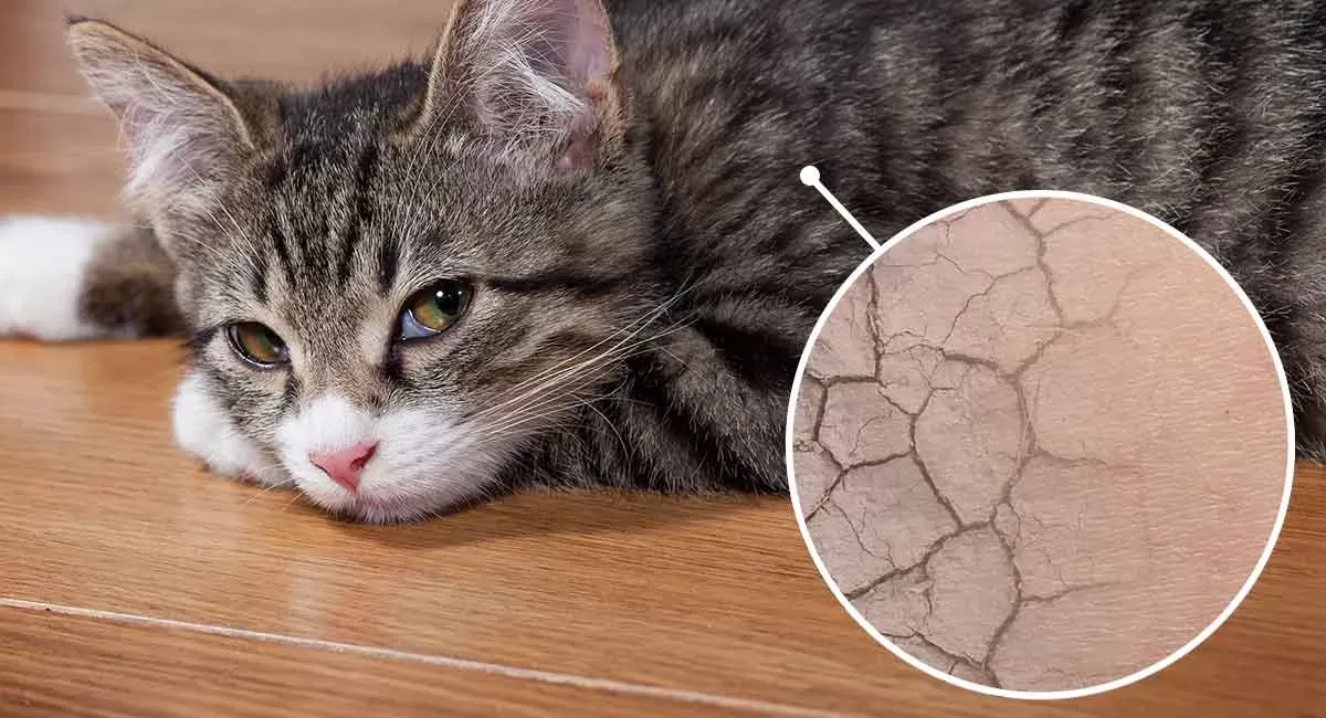 Dry skin on cat