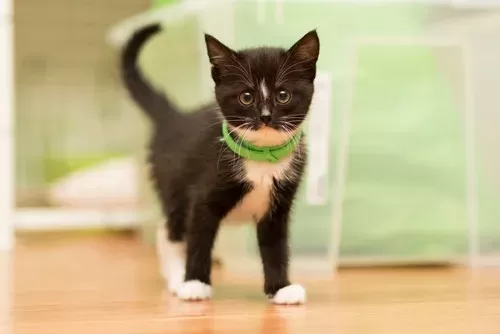 Flea Collar for Cats