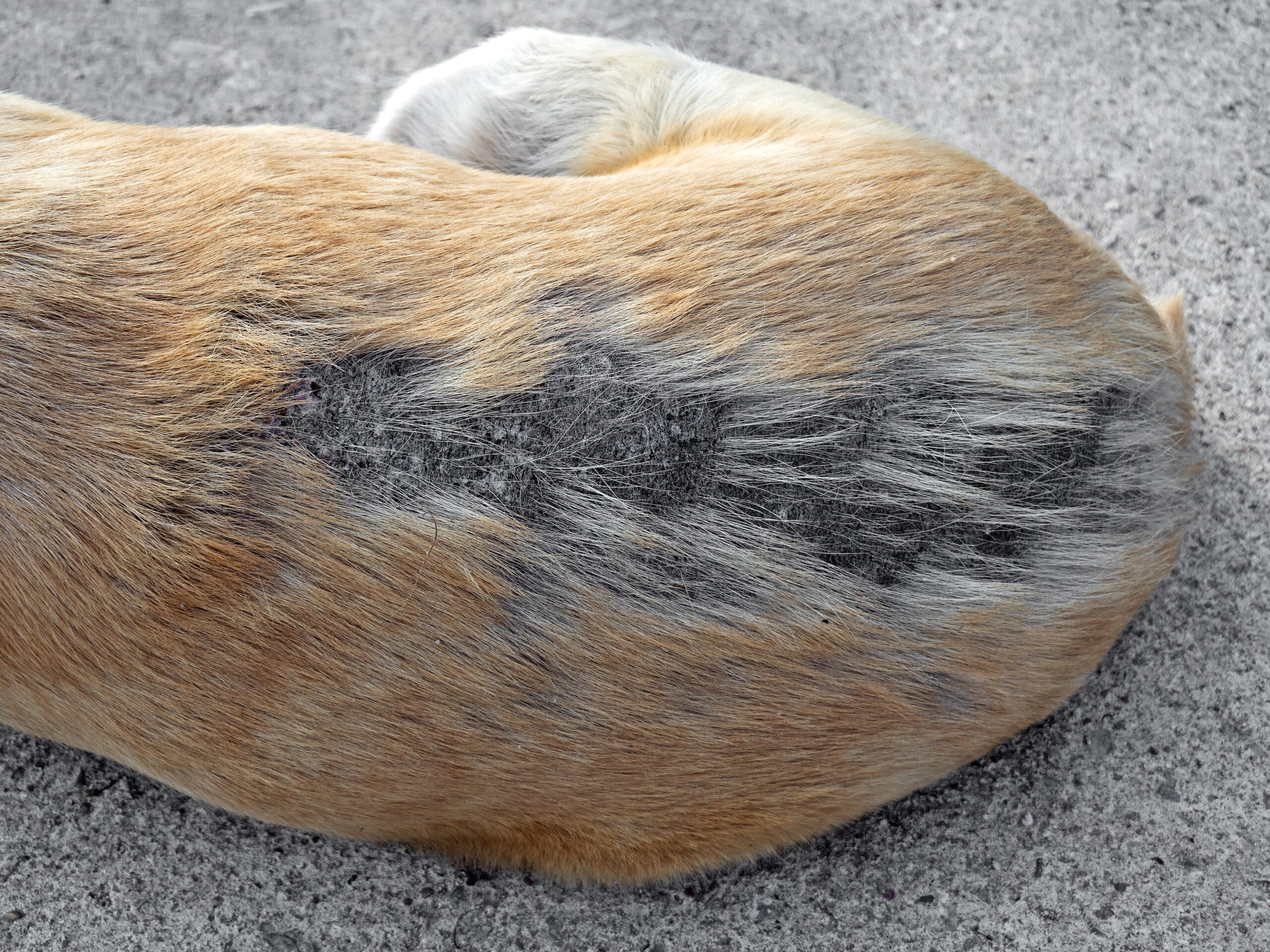 When to See a Vet About Hair Loss in Dogs