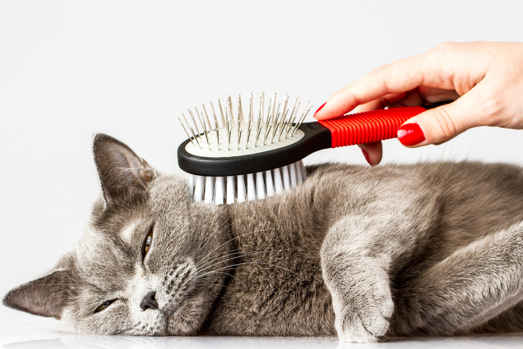 Regular Grooming