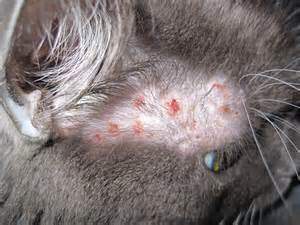 Understanding Skin Allergy in Cats