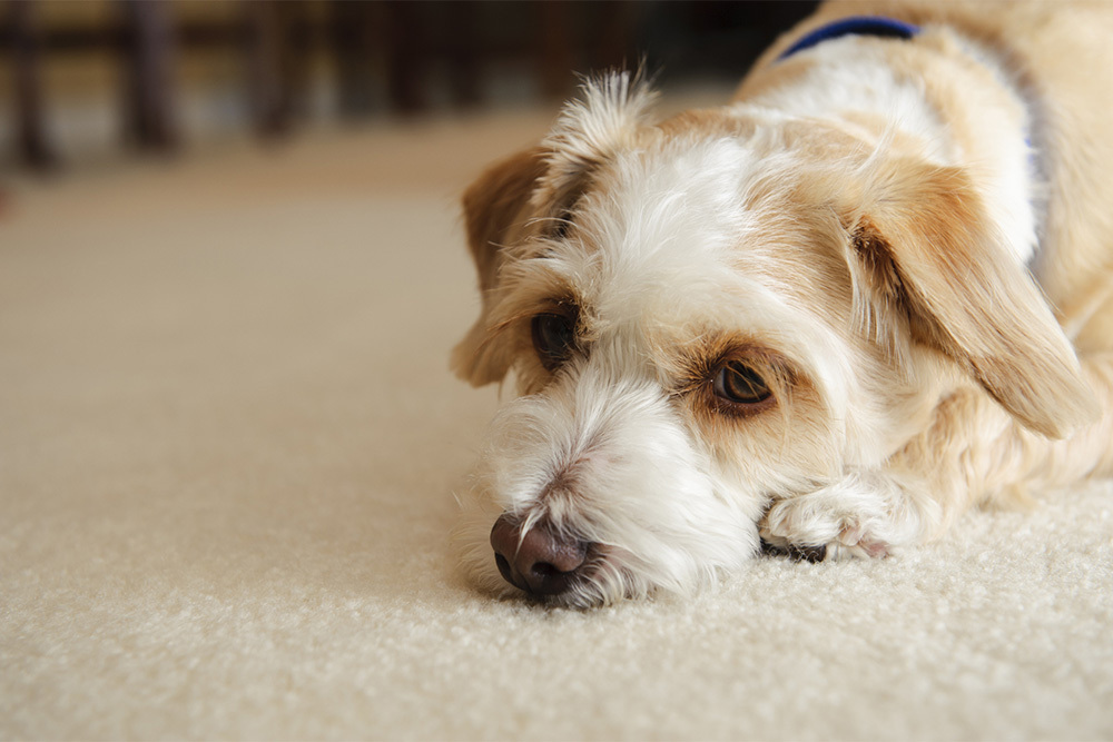Why is My Dog Vomiting Yellow Foam?
