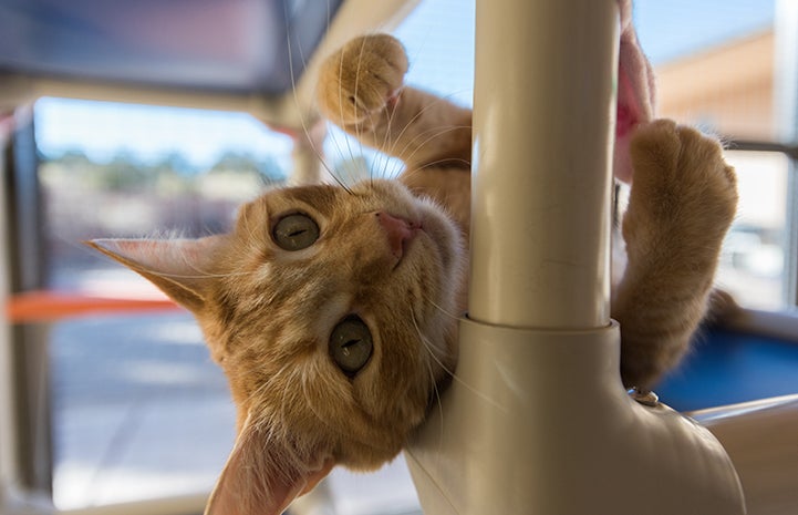 Seeking Attention