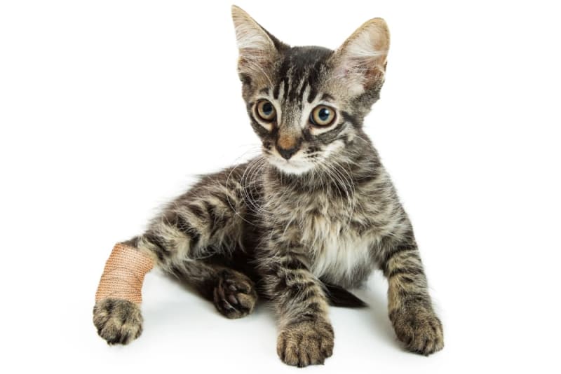 How To Tell If A Cat Has A Broken Leg