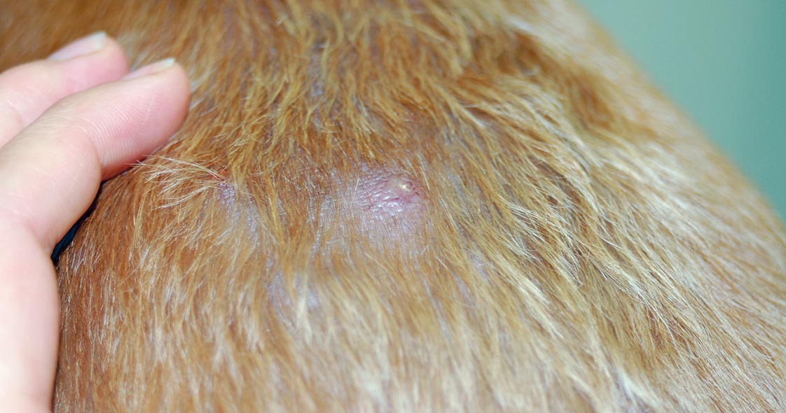 Bacterial  Skin Infection in Dogs