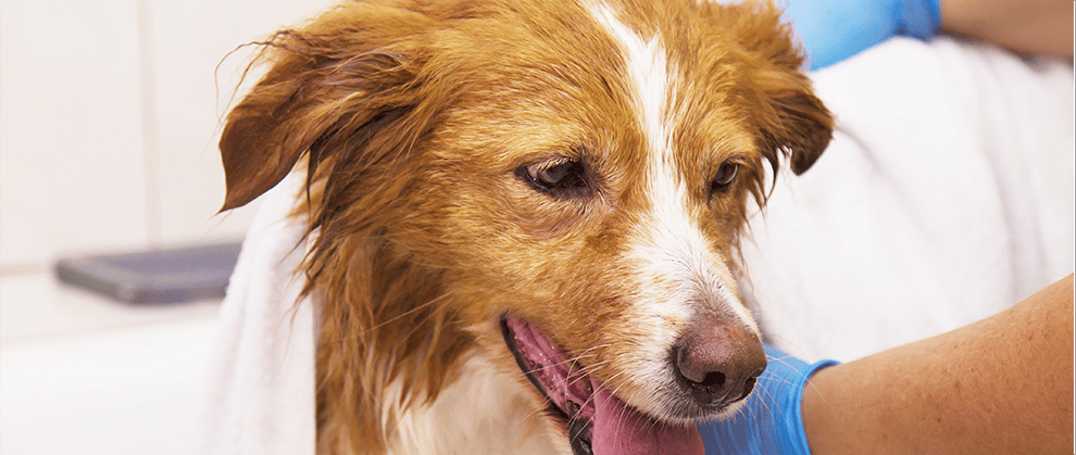 Diagnosing Dermatitis in Dogs