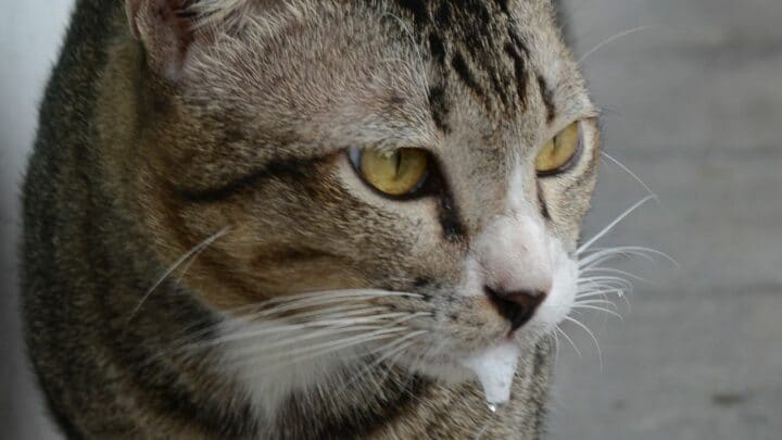 Why Is My Cat Foaming at the Mouth