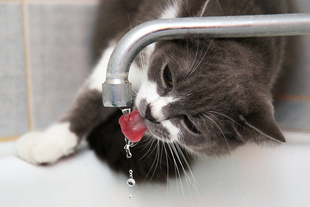 Help Them Hydrate