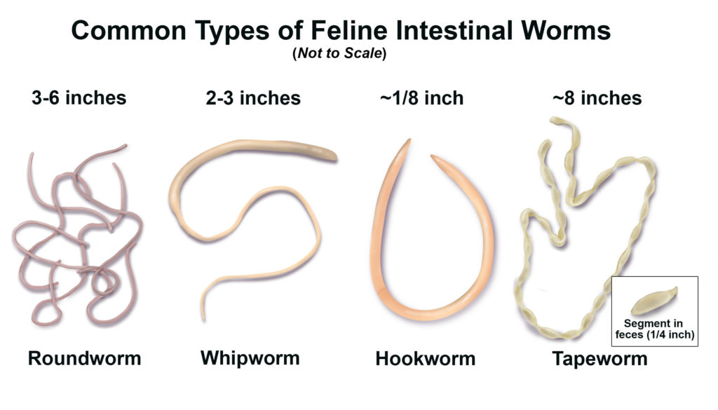 Types of Intestinal Parasites in Dogs