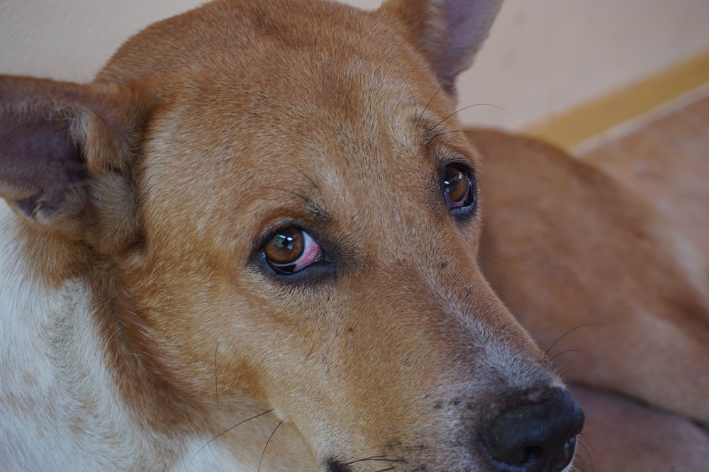 Conjunctivitis in Dogs