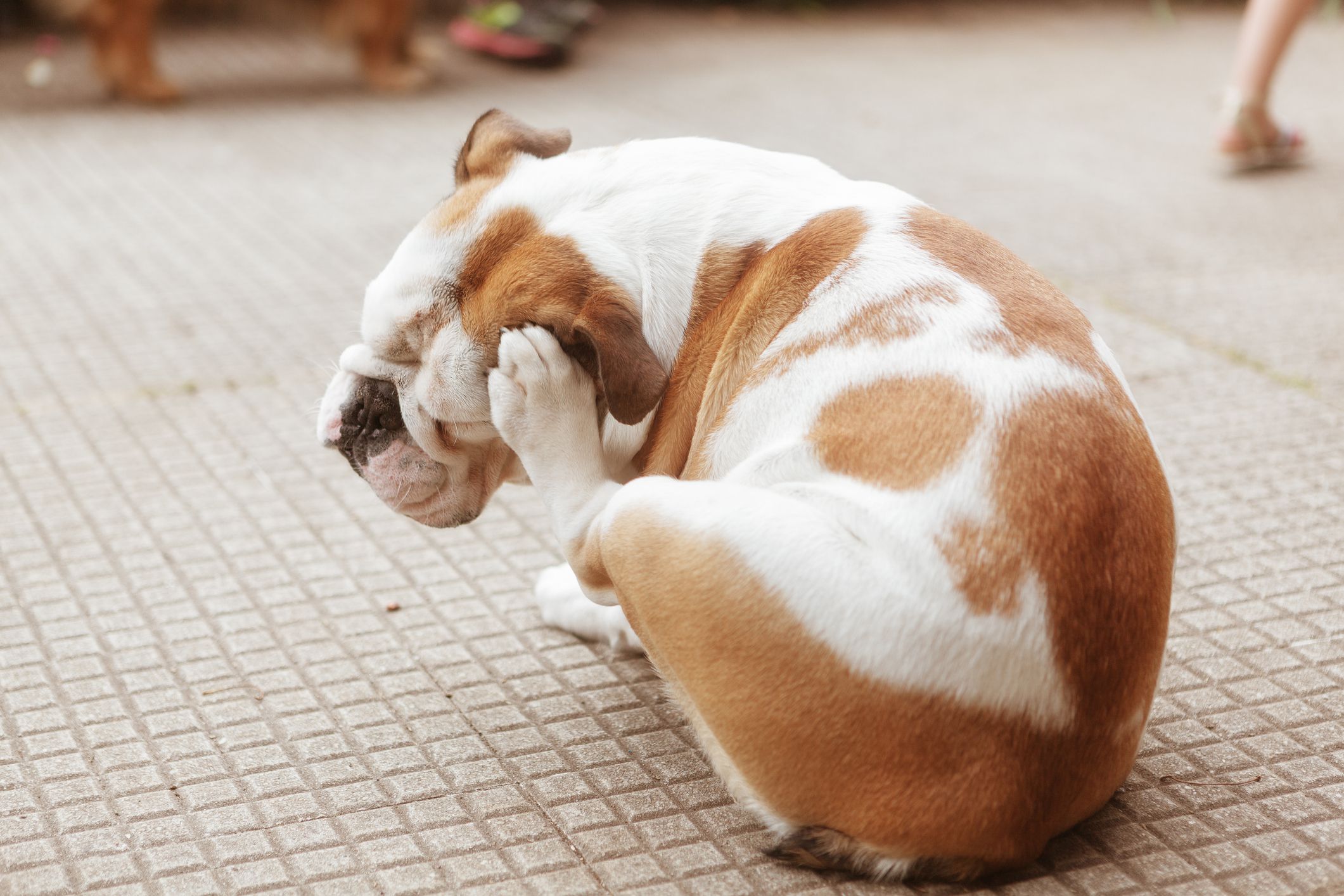 Understanding Contact Dermatitis in Dogs