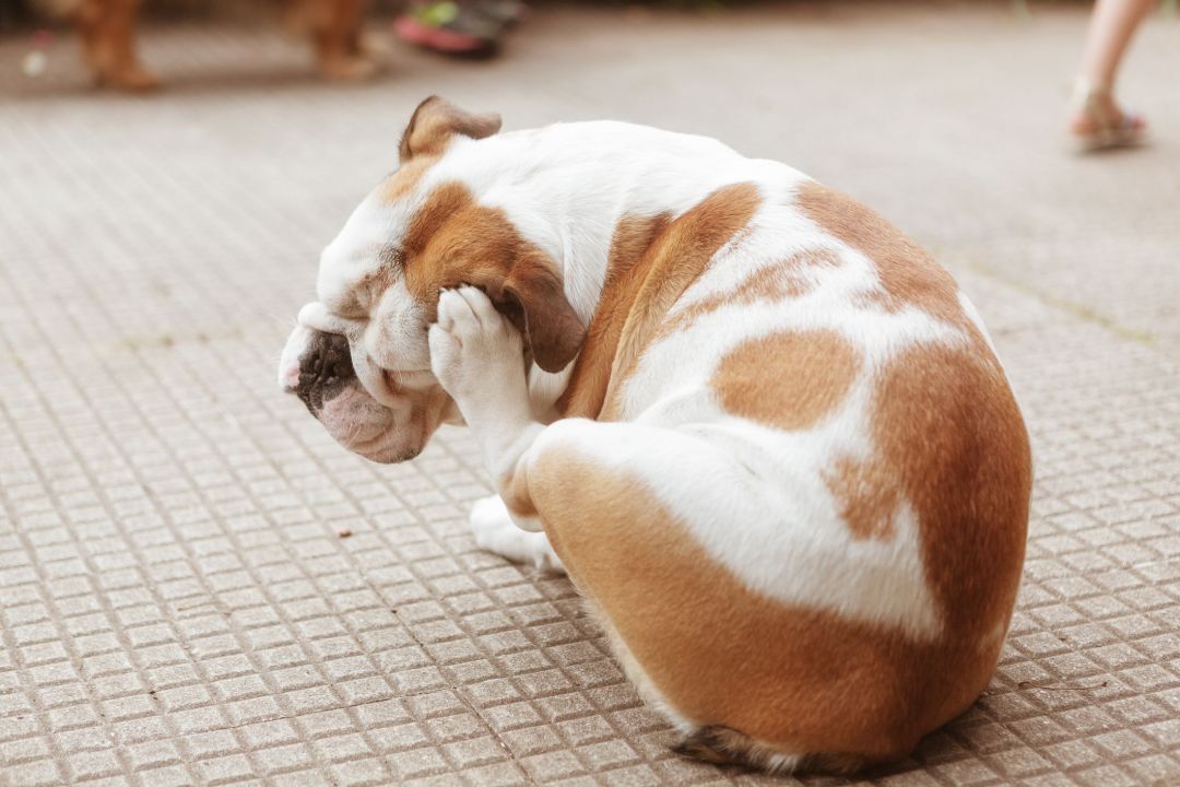 Picture of Understanding Contact Dermatitis in Dogs – Pointail®