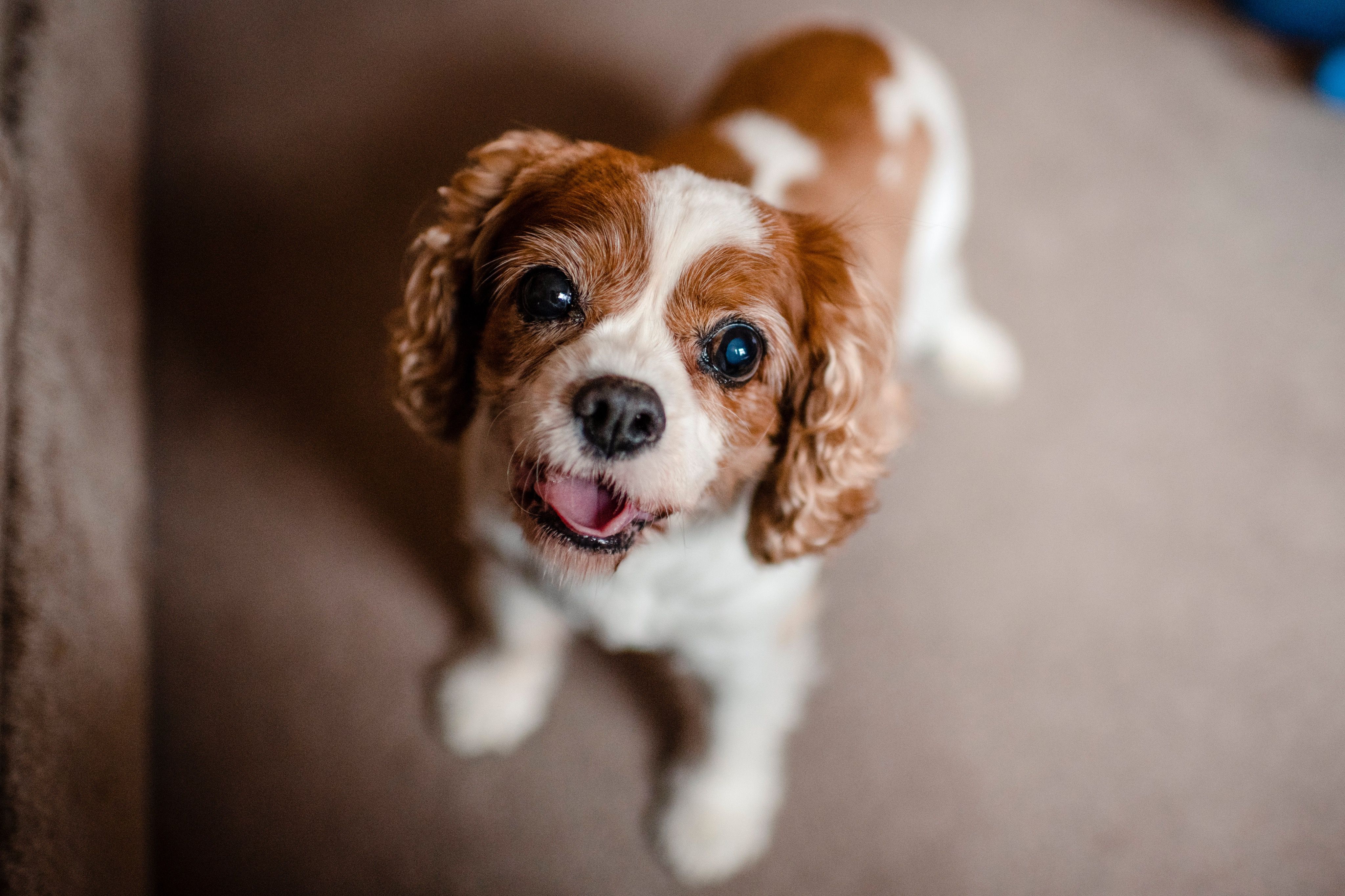 Dry Eye in Dogs 