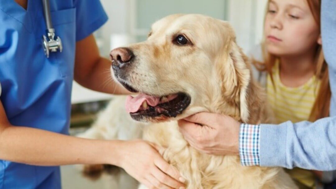 How Veterinarians Diagnose Vomiting in Dogs