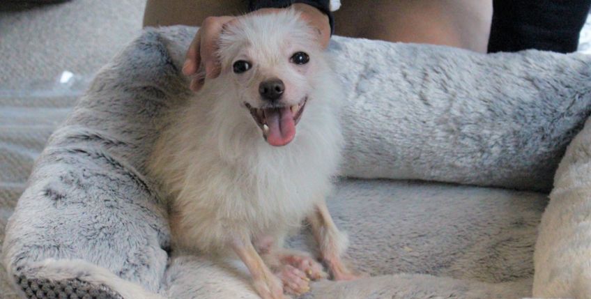 Dog Hair Loss Home Remedies