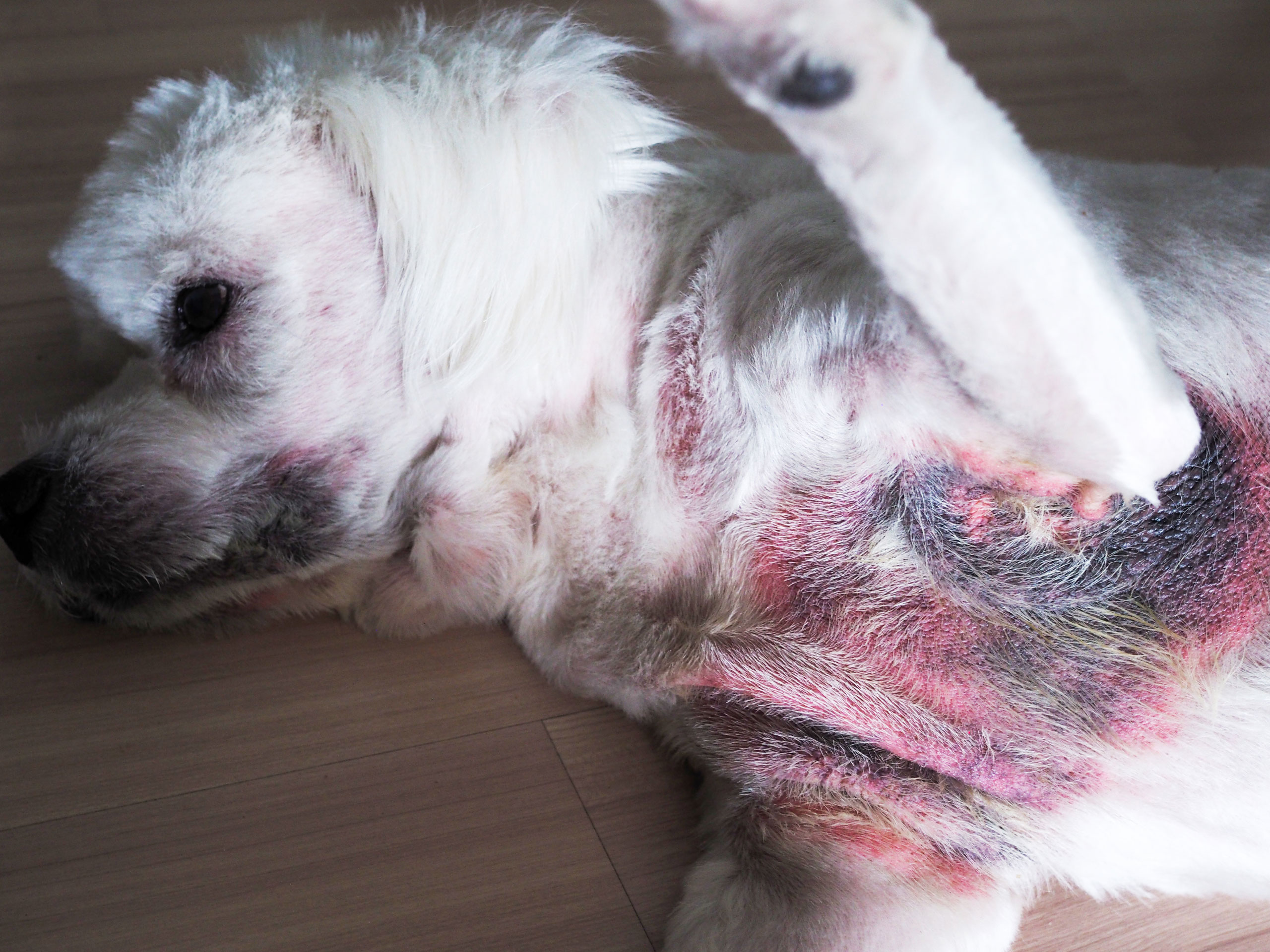 Dog Skin Infections: Causes, Symptoms, and Effective Treatment