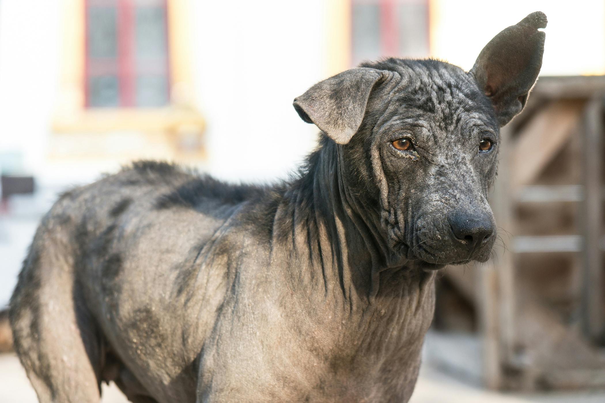 Dandruff in Dogs: Causes, Symptoms, and Effective Treatments