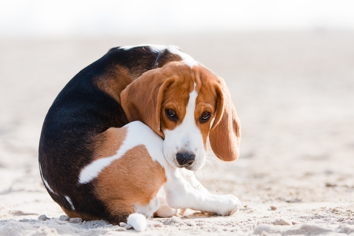 External Parasites in Dogs: Understanding and Managing Common Infestations