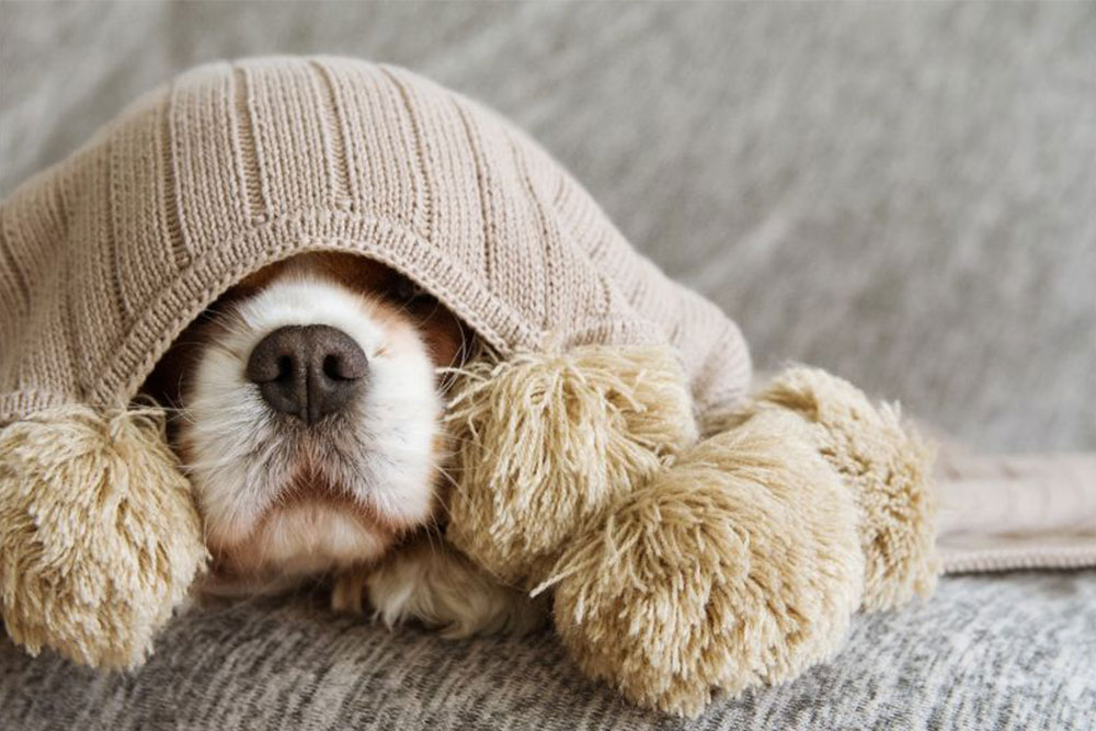 Treating and Preventing Dry Noses in Dogs