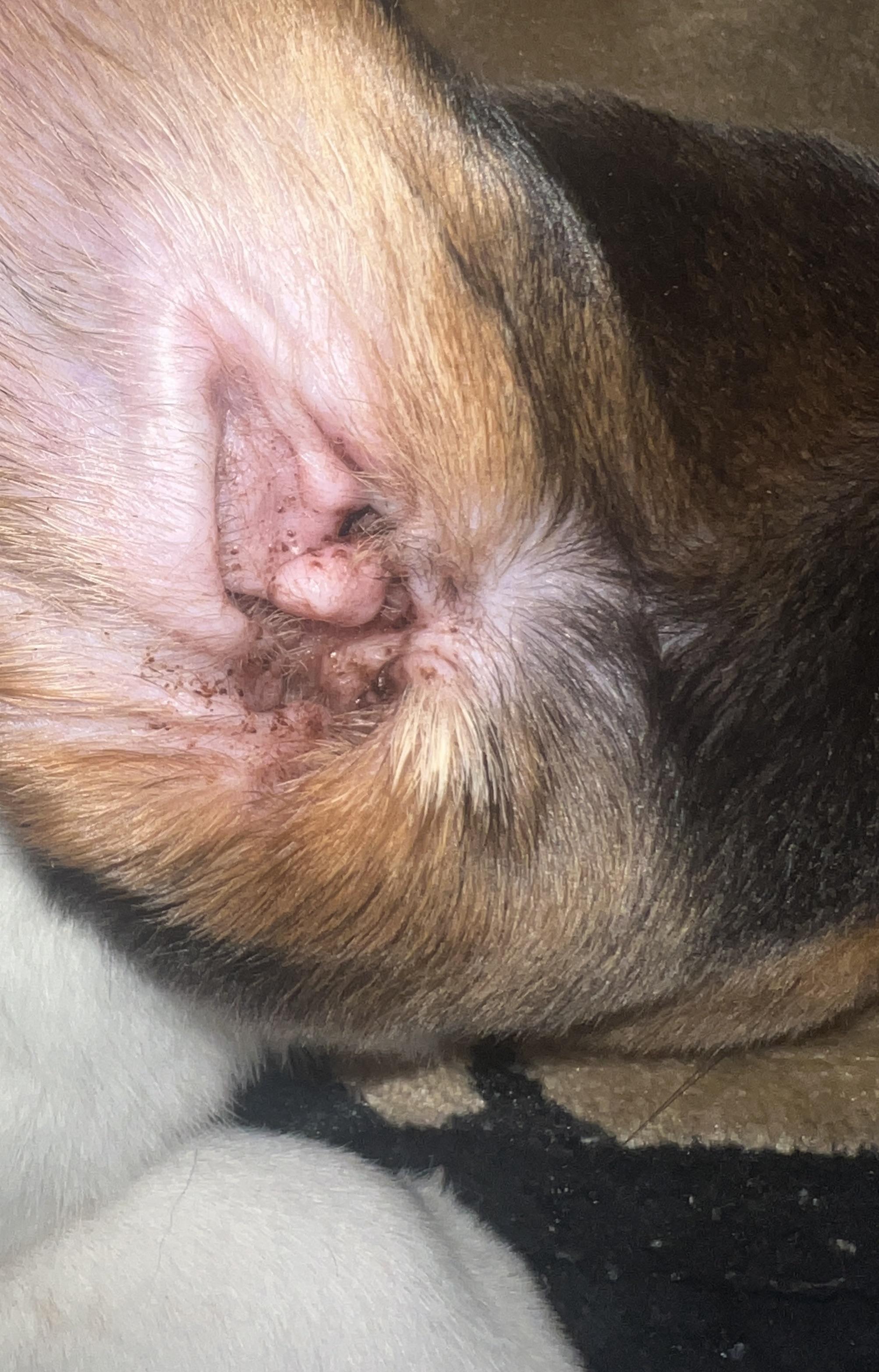 Ear Mites in Dogs: Symptoms, Treatment, and Prevention