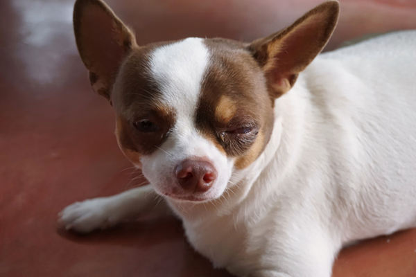 Dog Eye Infections: Causes, Symptoms, and Treatments