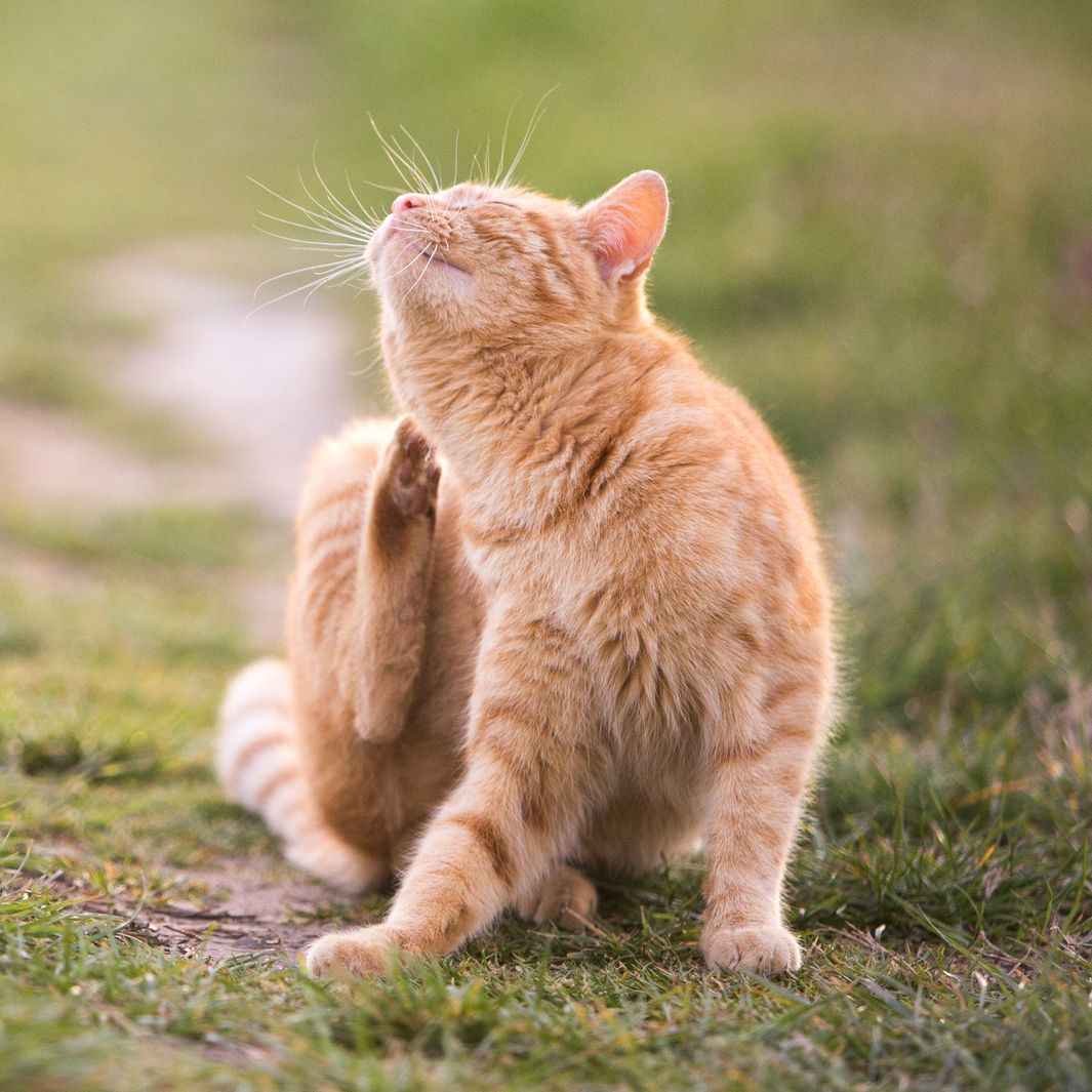 How to Get Rid of Fleas on Cats Without Bathing