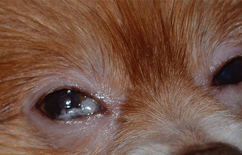 Symptoms of KCS in Dogs 