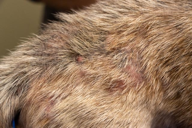 How to Treat Flea Allergy Dermatitis in Dogs at Home